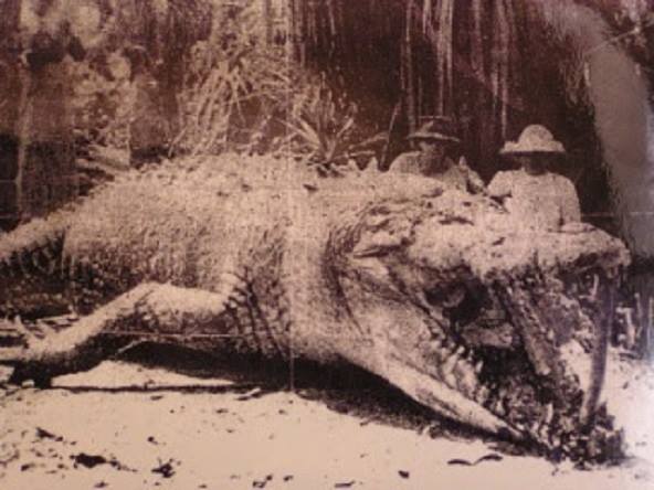 Picture 2 of Crocodile is a biologically immortal species