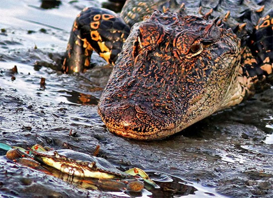 Picture 1 of Crocodile is helpless before a small crab