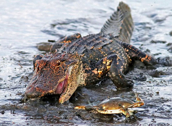 Picture 2 of Crocodile is helpless before a small crab