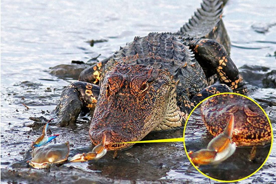 Picture 3 of Crocodile is helpless before a small crab
