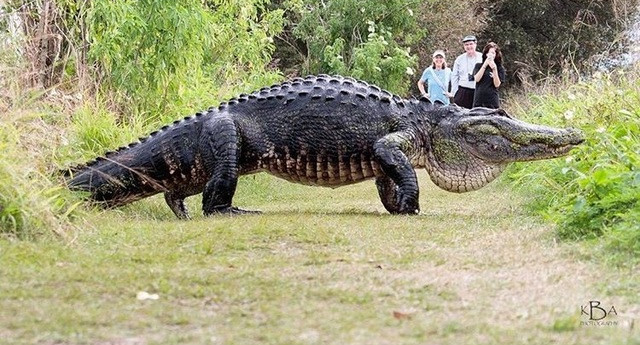 Picture 1 of Crocodile is like a dinosaur, walking around freely