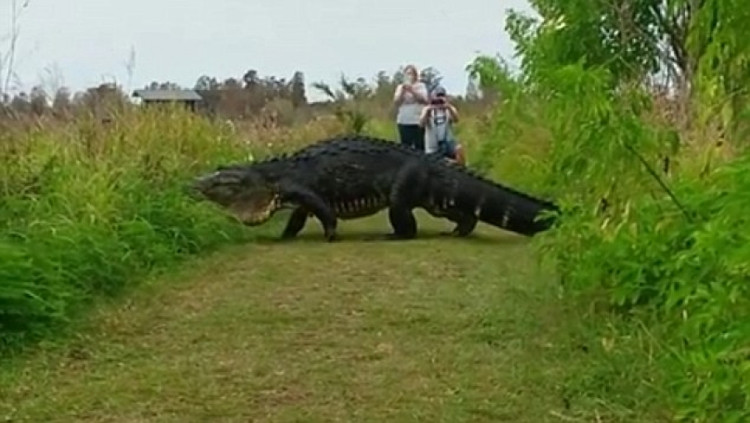 Picture 2 of Crocodile is like a dinosaur, walking around freely