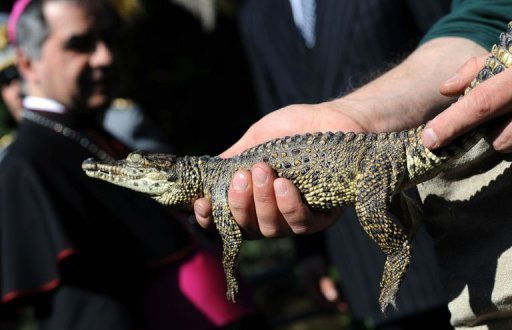 Picture 2 of Crocodile is promoted to the rank of ambassador
