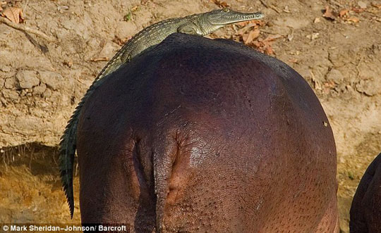 Picture 3 of Crocodile moment ....