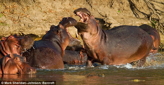 Picture 4 of Crocodile moment ....