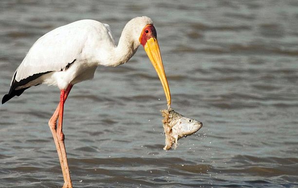 Picture 2 of Crocodile snatches bait of