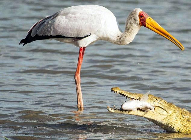 Picture 4 of Crocodile snatches bait of