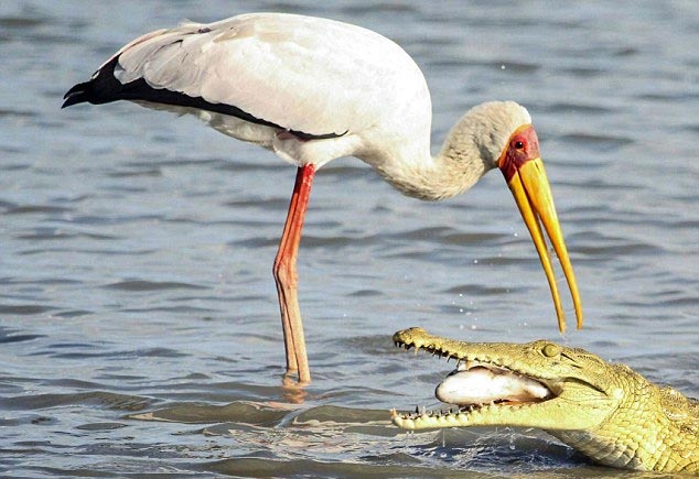 Picture 5 of Crocodile snatches bait of