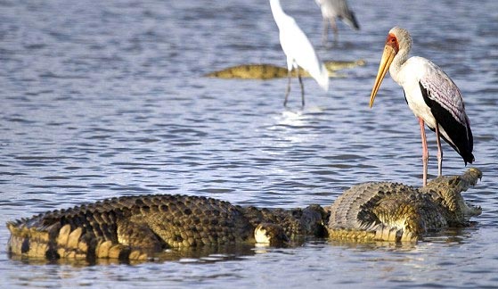 Picture 7 of Crocodile snatches bait of