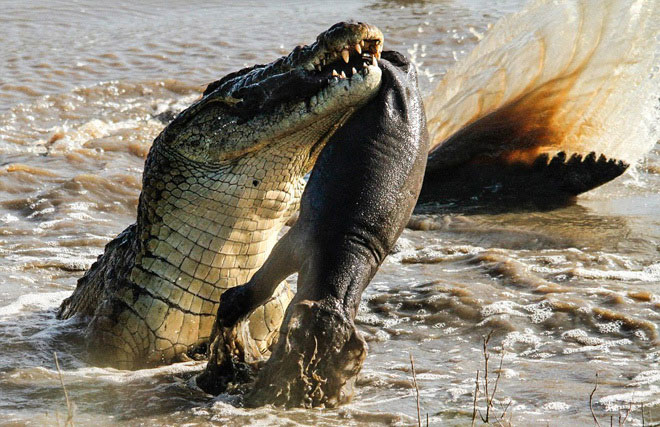 Crocodile throws prey like toys