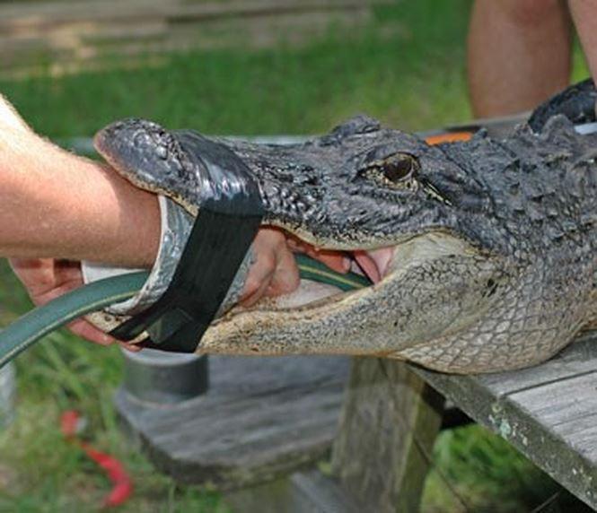 Picture 3 of Crocodile vs shark: what do you think will win?