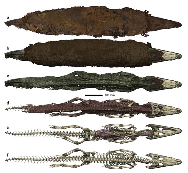 Picture 2 of Crocodile was mummified with prey still in the belly to sacrifice