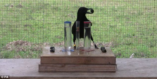 Picture 1 of Crows are smart with 7-year-old children