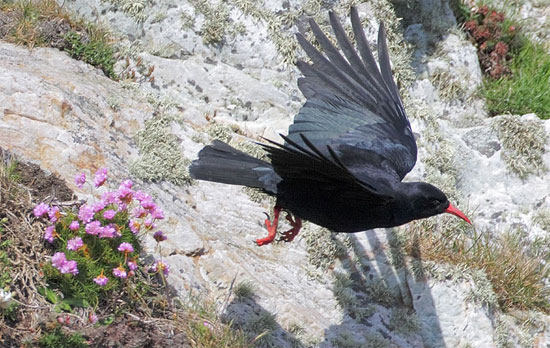 Picture 1 of Crows feed the enemy's children to atone