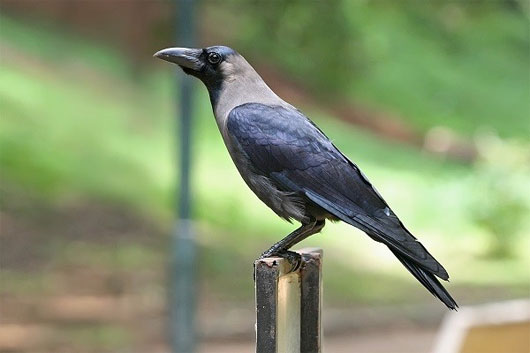 Picture 1 of Crows use eye contact to transmit information