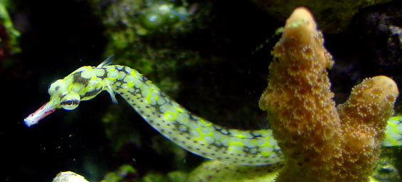 Picture 1 of Cruel fish: The father is pregnant and then kills the child