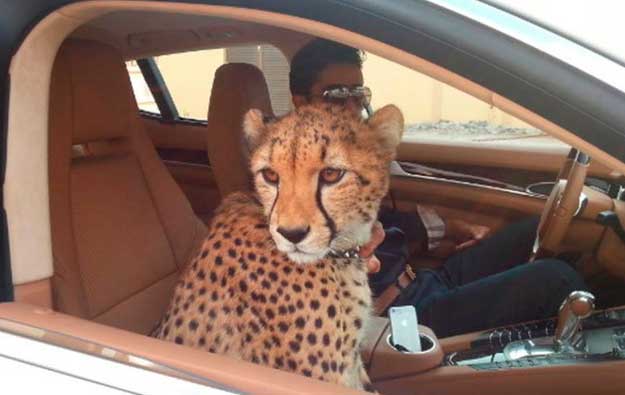 Picture 8 of Cruel little facts about Dubai