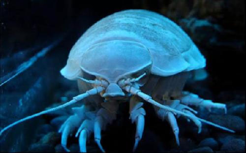 Picture 1 of Crustaceans start eating synthetic resin