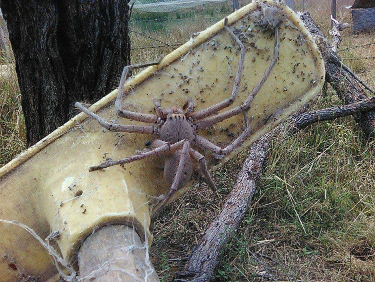 Picture 1 of Crying because the giant spider monster is as big as a crab