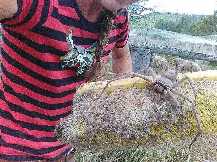 Picture 2 of Crying because the giant spider monster is as big as a crab