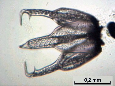 Picture 2 of Crying with creatures with self-defense weapons like coming out of horror movies