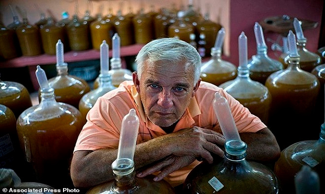 Picture 1 of Cuban farmers use condoms to soak fruit wine
