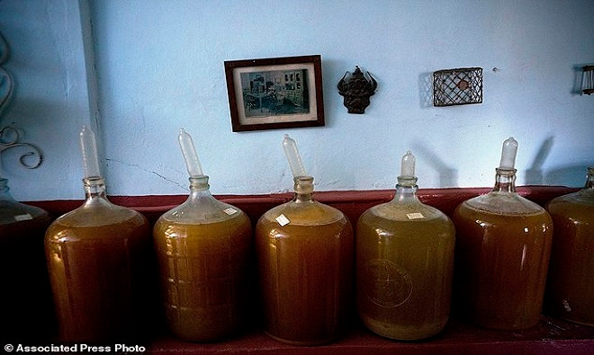 Picture 3 of Cuban farmers use condoms to soak fruit wine