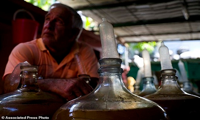 Picture 7 of Cuban farmers use condoms to soak fruit wine