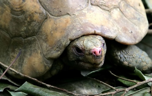 Picture 1 of Cuc Phuong's Turtle House