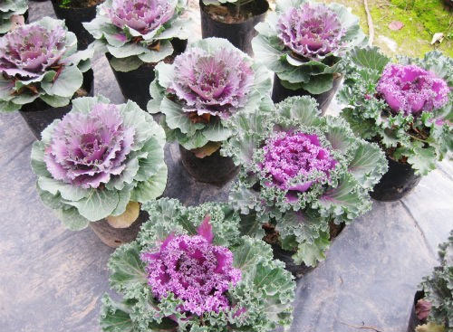 Picture 1 of Cultivation and care of cabbage techniques change the style of Tet decoration