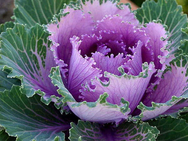 Picture 2 of Cultivation and care of cabbage techniques change the style of Tet decoration