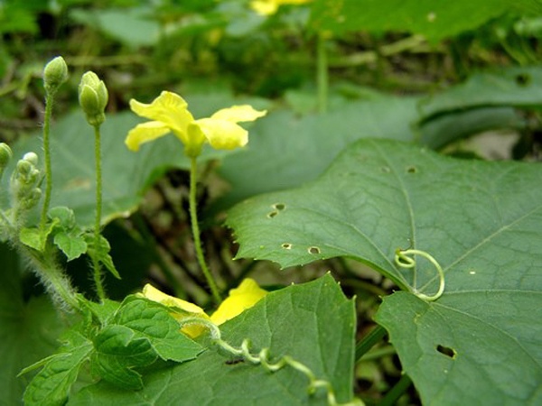 Picture 1 of Cultivation of melon plants for high productivity