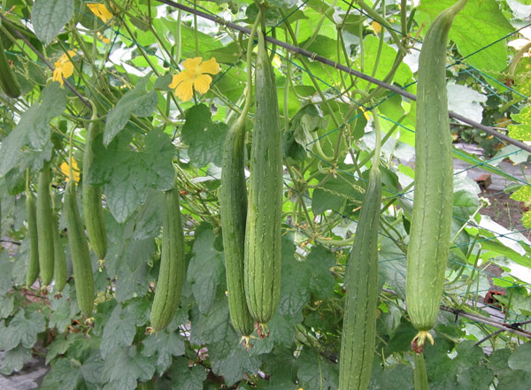 Picture 2 of Cultivation of melon plants for high productivity