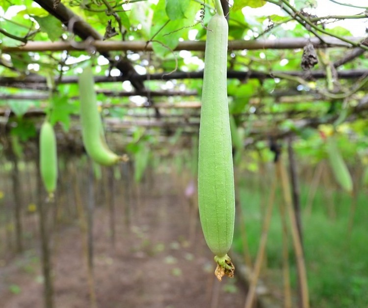 Picture 4 of Cultivation of melon plants for high productivity