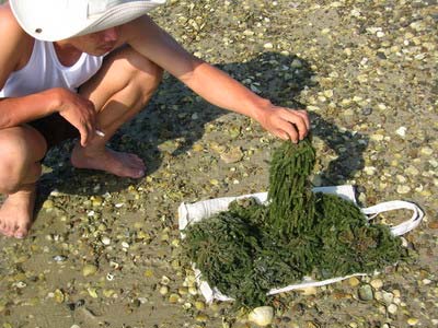 Picture 1 of Cultivation of sea grapes: A capital but a few words