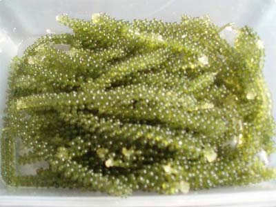 Picture 10 of Cultivation of sea grapes: A capital but a few words