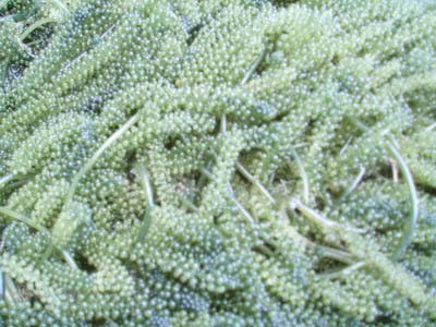 Picture 3 of Cultivation of sea grapes: A capital but a few words
