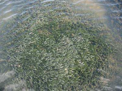 Picture 5 of Cultivation of sea grapes: A capital but a few words