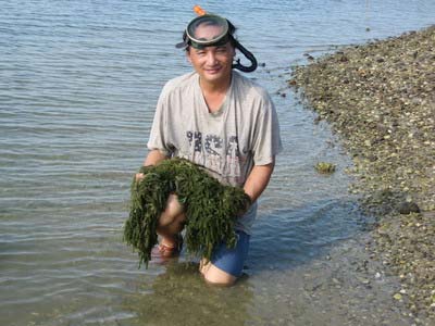 Picture 6 of Cultivation of sea grapes: A capital but a few words