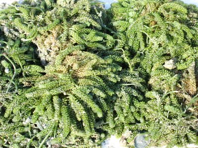 Picture 7 of Cultivation of sea grapes: A capital but a few words