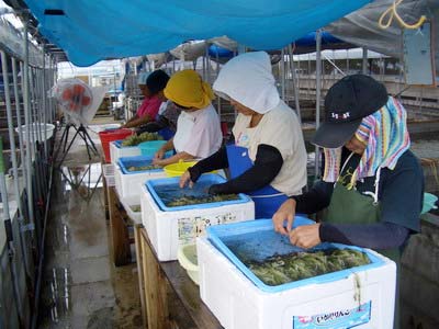 Picture 8 of Cultivation of sea grapes: A capital but a few words