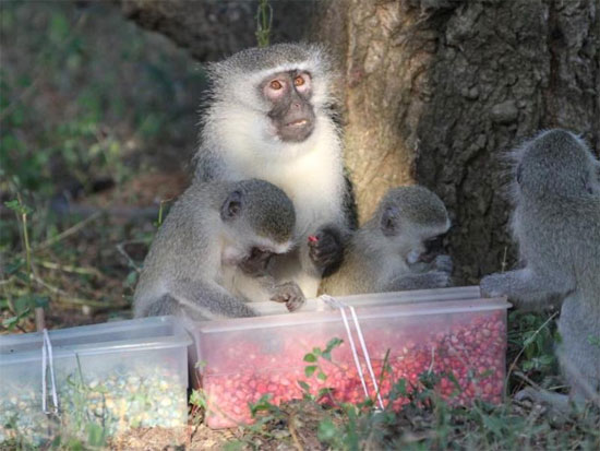Picture 1 of Culture in the monkey world