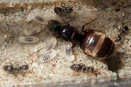 Picture 1 of Cure stress thanks to black ants' eggs