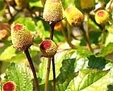Picture 1 of Cure toothache with leaf plants