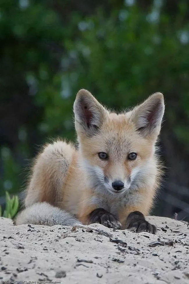 Picture 12 of Cute animal images (Part 1)