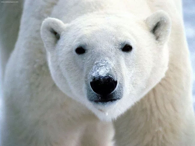 Picture 13 of Cute animal images (Part 1)