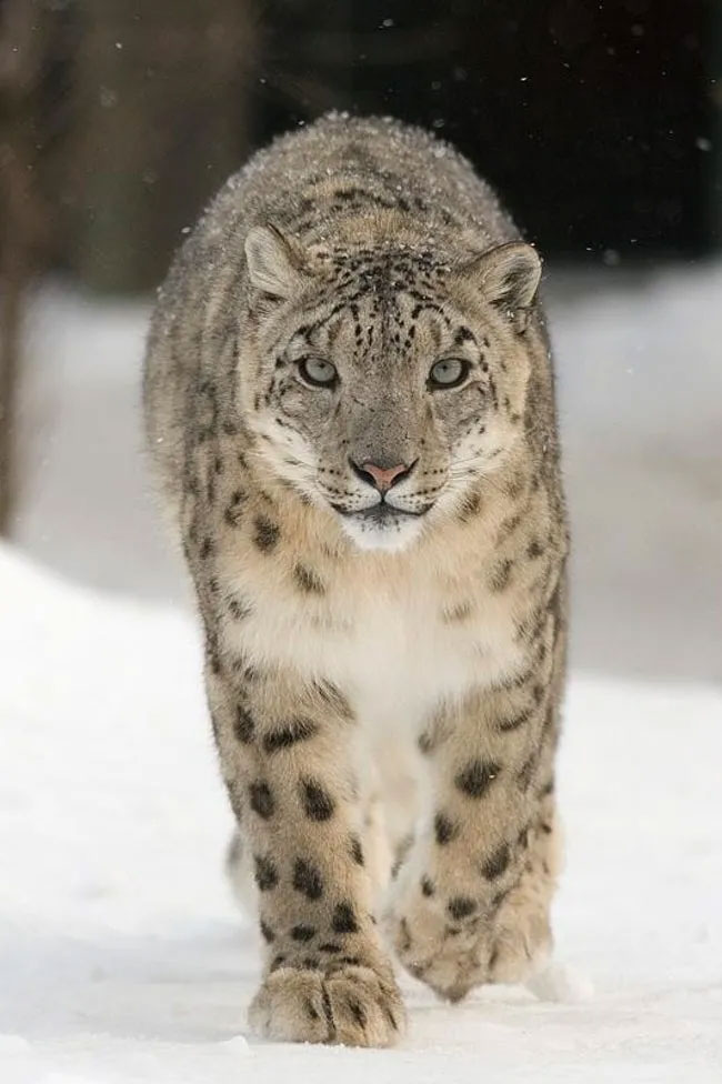 Picture 15 of Cute animal images (Part 1)
