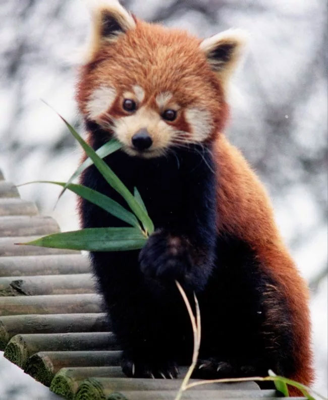 Picture 16 of Cute animal images (Part 1)