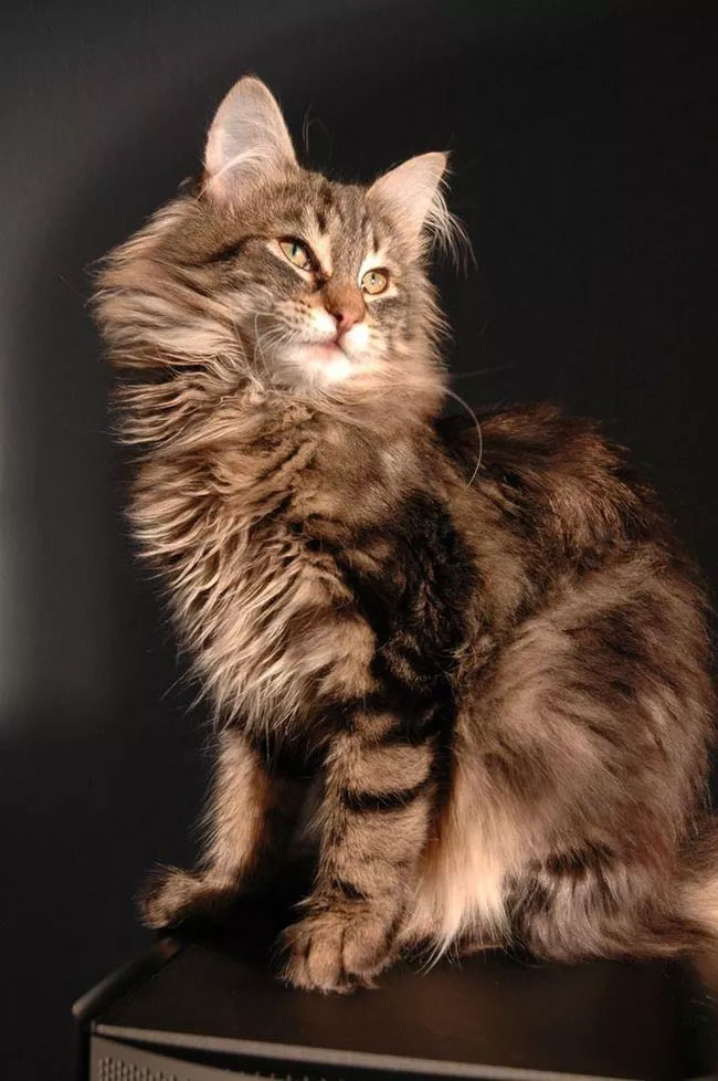 Picture 18 of Cute animal images (Part 1)