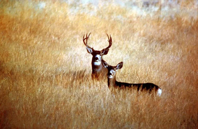 Picture 20 of Cute animal images (Part 1)